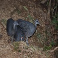 gray tinamou in ecuador