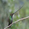 sword billed hummingbird in ecuador